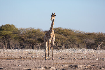 Etosha, Namibia, June 19, 2019: A giraffe stands in the middle of a rocky desert. In the background bush and blue sky.