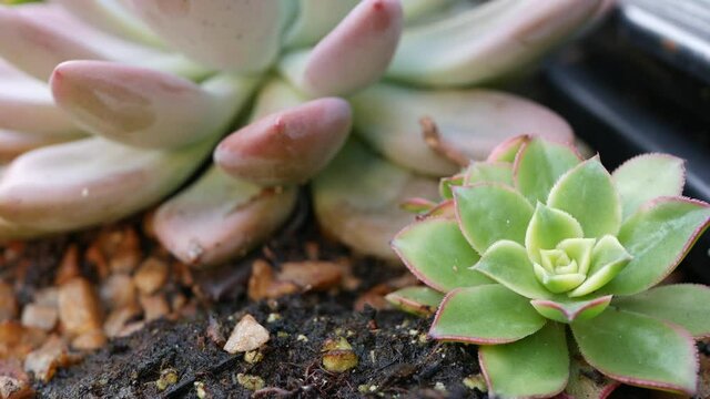 Succulent plants collection, gardening in California, USA. Home garden design, diversity of various botanical hen and chicks. Assorted mix of decorative ornamental echeveria houseplants, floriculture.
