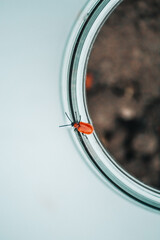 beetles mate on a can