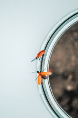 beetles mate on a can