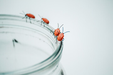 beetles mate on a can