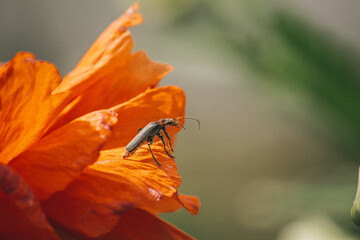 beetle on a flower