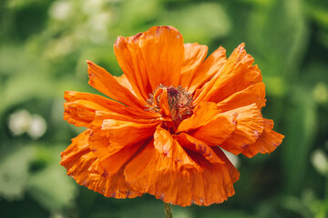 Red poppy flower
