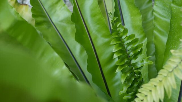 Bird's nest fern dark green leaves. Exotic tropical amazon jungle rainforest, stylish trendy botanical atmosphere. Natural lush foliage vivid greenery, paradise aesthetic. Asplenium nidus plant leaf.