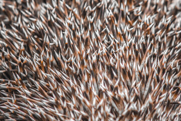  thorns hedgehog