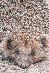 hedgehog on the ground  thorns