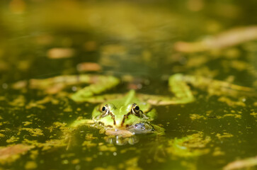 Close-up on a frog in water