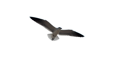 Gaviota volando con sus alas expandidas simétricamente en fondo blanco.
