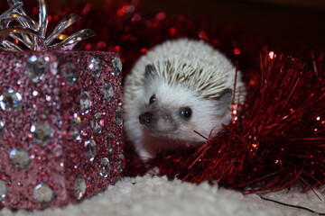 A cute African pygmy hedgehog in red Christmas tinsel sniffing present © Aiyana