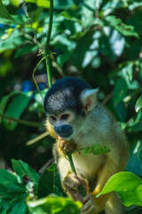 Fototapeta premium Squirrel Monkey
