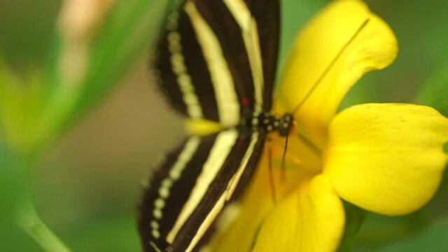 mariposa alimentandose