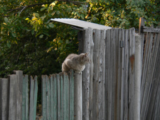 Kater