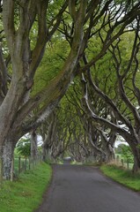 Dark Hedges in Irland