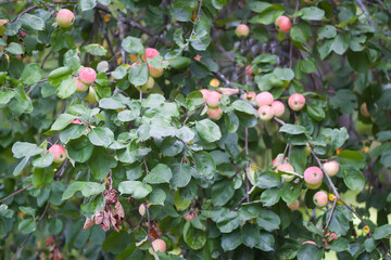 Red ripe apples on tree branch
