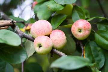 Red ripe apples on tree branch