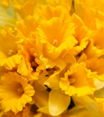 Beautiful bouquet of spring yellow narcisus flowers or daffodils