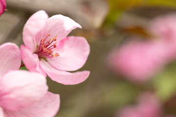 Close-up of pink Apple blossoms. An image for creating a calendar, book, or postcard. Selective focus.