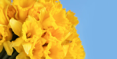 Beautiful bouquet of spring yellow narcisus flowers or daffodils on blue background close up