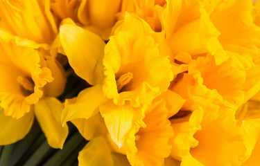 Beautiful bouquet of spring yellow narcisus flowers or daffodils