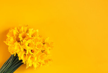 Beautiful bouquet of spring yellow narcisus flowers or daffodil plants on bright yellow background.