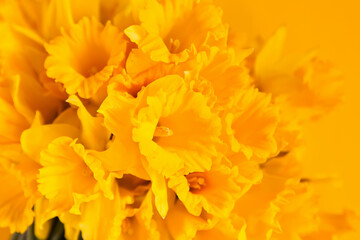 Beautiful bouquet of spring yellow narcisus flowers or daffodils on yellow bright background