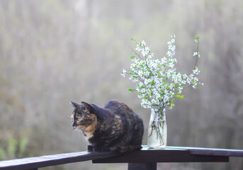 Multicolored cat sitting on wooden railing near the spring bouquet of cherry tree branches