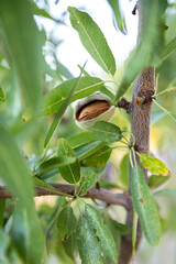 Close-up of an almond tree with fruit (Prunus Dulcis), Foz Côa, Portugal