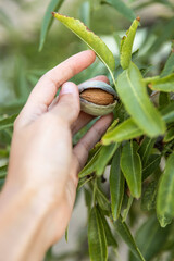 Harvesting almonds, woman hand holding a mature almond with seed coat, Foz Côa, Portugal