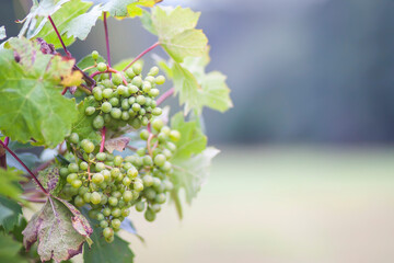 Young grape vine in summer garden
