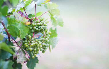 Young grape vine in summer garden