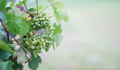 Fototapeta premium Young grape vine in summer garden
