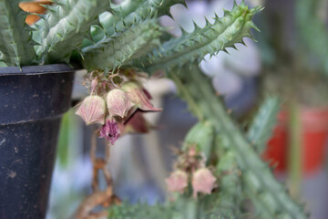 Little cactus full of thorns on a greenhouse, with other plants