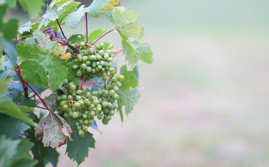 Young grape vine in summer garden