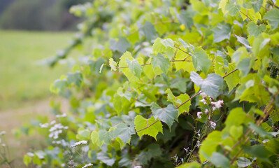 Young grape vine in summer garden