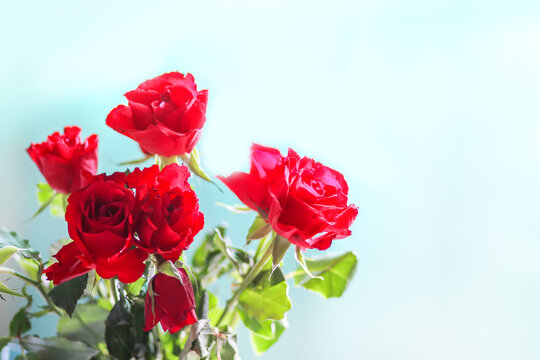 Red rose flowers on blue background