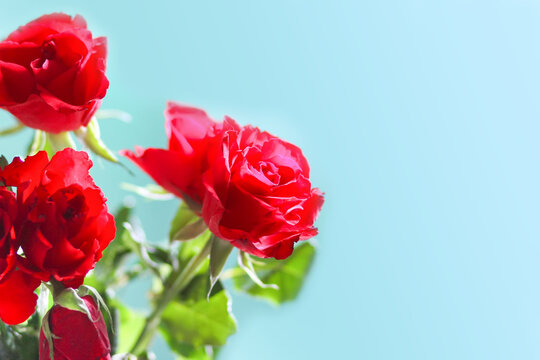 Red rose flowers on blue background