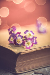 small white and purple flowers on an old book. Orange background illuminated with small spot lights.