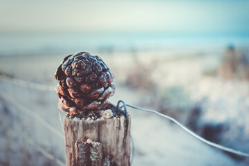 close-up of an isolated fir cone on an old wooden fence near the sea. It looks cold. Sky is blue