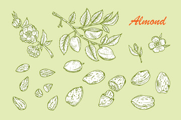 Hand drawn Almonds set: Branches with leaves and immature fruit. Blossoming almond. Nuts and kernels. Vector illustration.
