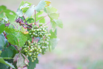 Young grape vine in summer garden