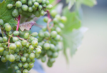 Young grape bunches in summer garden