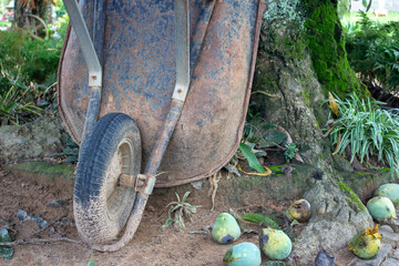 Pushcart resting on a mango tree, on a farm