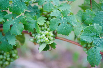 Young grape vine in summer garden