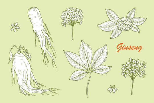 Medicinal plants Set. Root, Leaves, Berries and Flowers Panax Ginseng. Alternative medicine. Biological additives. Traditional herbal therapy. Vector illustration
