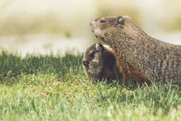 Young Groundhog kit, Marmota monax, cuddles next to mother groundhog in grass in springtime
