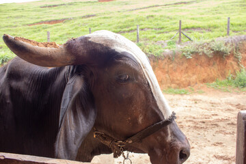Closeup of an ox face tied up with a halter