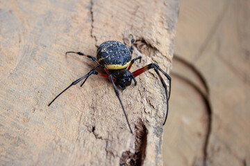 Spider sitting on a wood plank