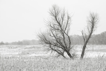 tree in the snow