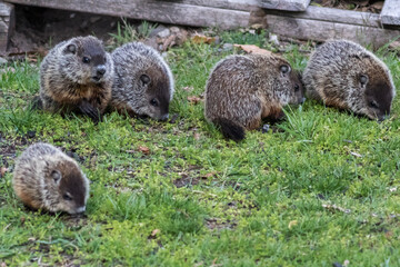 Young Groundhog kit, Marmota monax, eating grass near shed in springtime