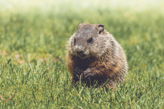 Young Groundhog kit, Marmota monax, walking in green grass in springtime